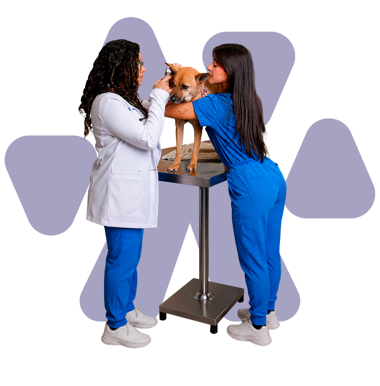 Doctoras revisando perrito