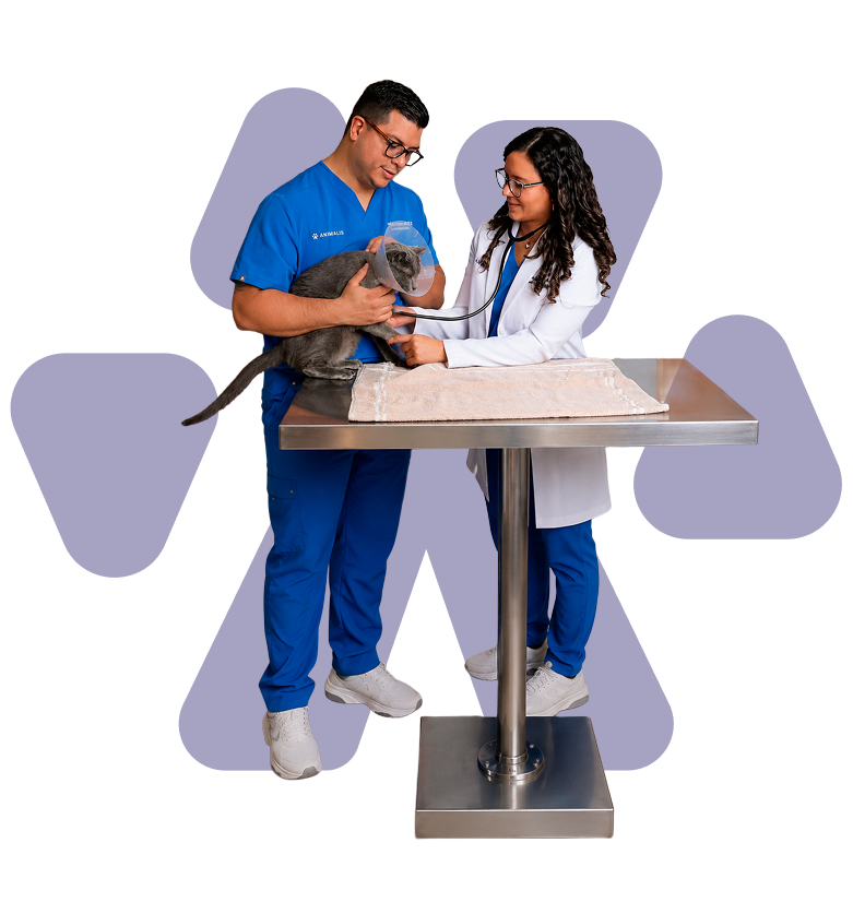 Doctores revisando gatito
